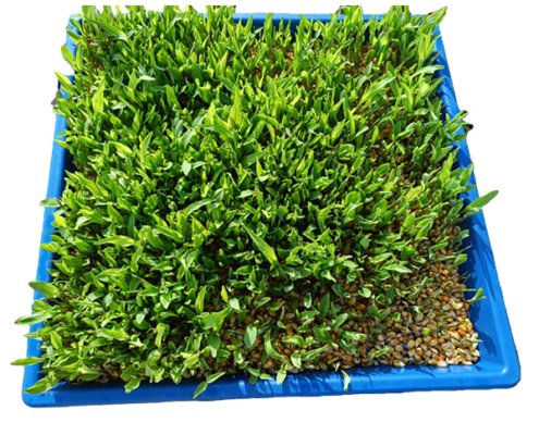 Hydro Smart - Hydroponic Plastic Tray (2)